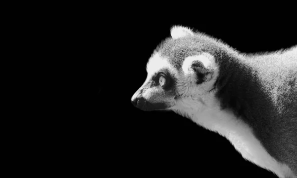 Retrato Lemur Blanco Negro Fondo Oscuro — Foto de Stock
