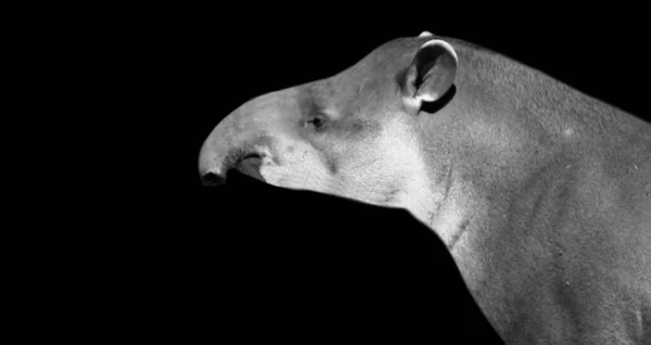Cute Black And White Tapir Closeup Face In The Dark Background — Stock Image Cute Black White Tapir Closeup Face Dark Background Royalty Free Stock Photos