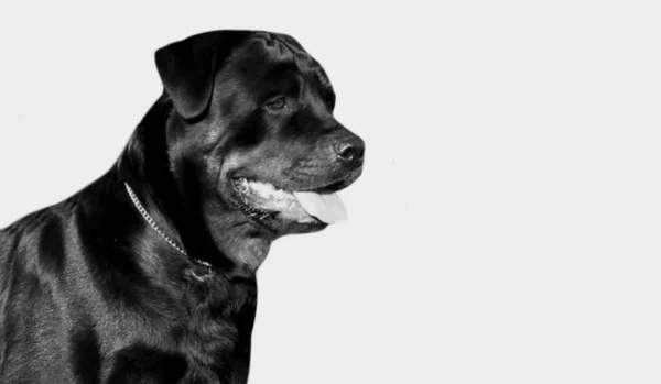 Chien Rottweiler Noir Fort Visage Dans Fond Noir — Photo