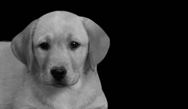 Şirin Labrador Retriever Köpeği Oturuyor ve Kameraya Bakıyor
