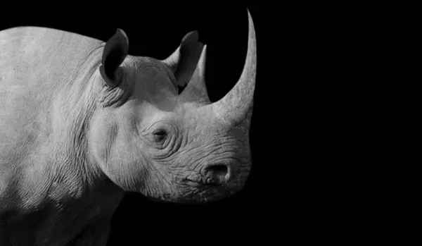 Long Horn Rhino Closeup Dark Background — Stock Photo, Image