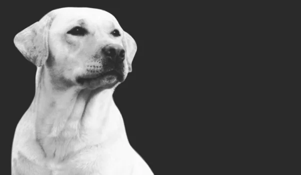 Lindo Labrador Inteligente Retriever Dog Closeup Fundo Escuro — Fotografia de Stock