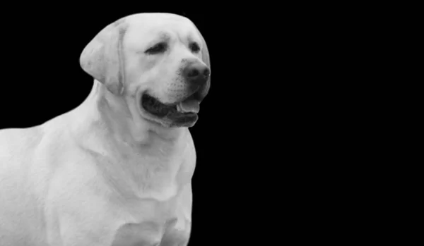 Αξιολάτρευτο Χαρούμενο Πρόσωπο Σκύλου Λαμπραντόρ Retriever Στο Σκοτεινό Φόντο — Φωτογραφία Αρχείου