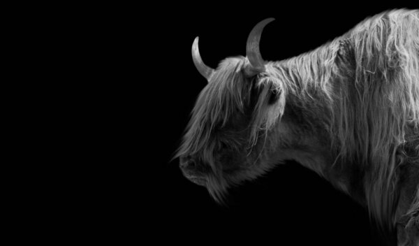 Горный скот с длинным хайр-портретом на чёрном фоне
