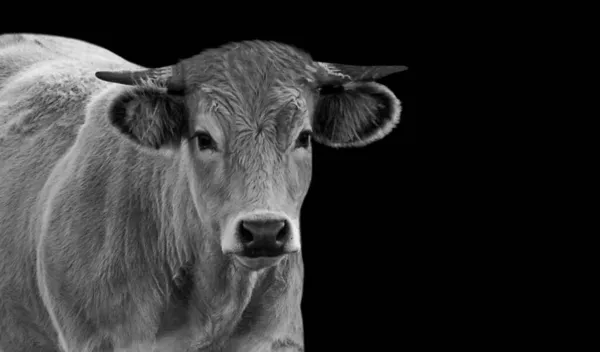 可爱的快乐奶牛看着相机 — 图库照片