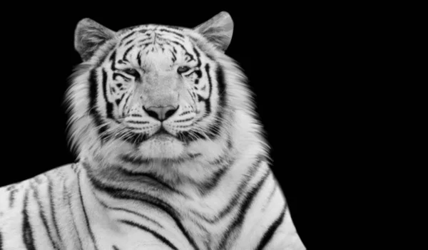 Tigre Branco Bonito Sentado Fundo Preto — Fotografia de Stock