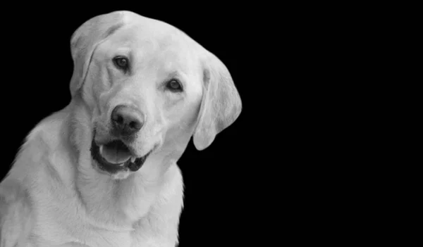 面白いラブラドール取得犬は黒の背景で微笑む — ストック写真