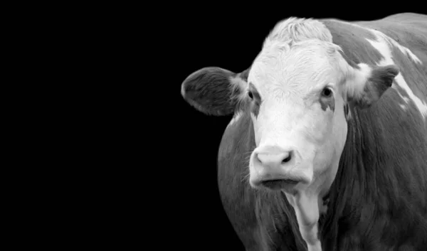 Muscular Milking Cow Face Black Background — Stock Photo, Image