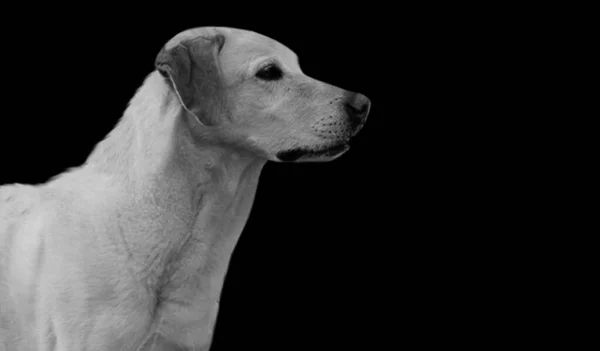 黒の背景にスマート犬側の顔の肖像画 — ストック写真