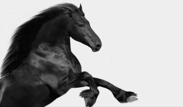 Черная Лошадь Белом Фоне — стоковое фото
