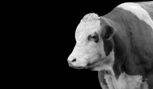 Jolie Grosse Vache Gros Plan Sur Fond Sombre — Photo