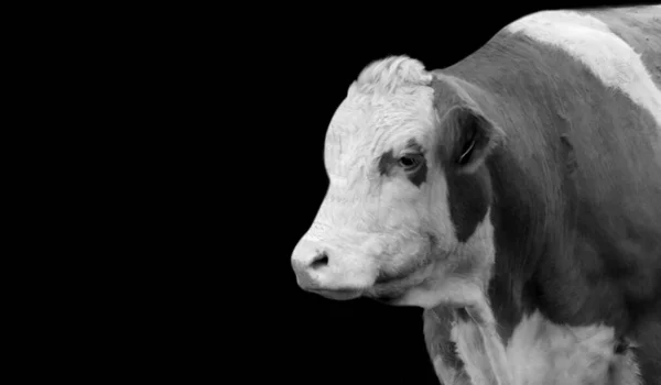 Pretty Big Cow Close Dark Background — Stock Photo, Image