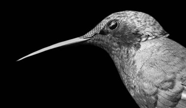 Little Violetear Bird With Big Beak Closeup clipart