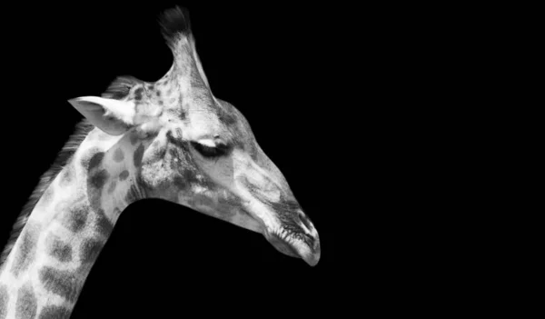 Tête Girafe Noire Blanche Gros Plan — Photo