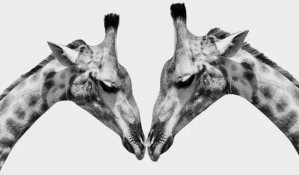 Två Svarta Fläcken Giraff Närbild Ansikte Den Vita Bakgrunden — Stockfoto