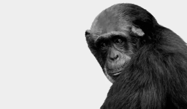 Chimpanzé Mignon Fixant Sur Fond Blanc — Photo