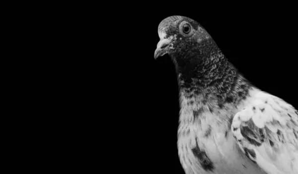 Spotted Pigeon Closeup Face Black Background — Stock Photo, Image