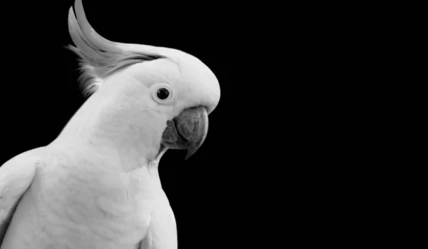 Retrato Pássaro Cacatua Branca Bonita Fundo Escuro — Fotografia de Stock