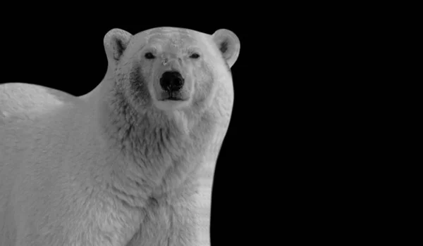 Μεγάλη Πολική Αρκούδα Closeup Στο Σκοτεινό Φόντο — Φωτογραφία Αρχείου