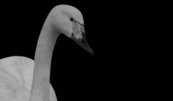 黑暗的背景 中快乐天鹅的肖像 — 图库照片