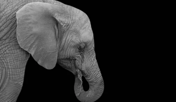 暗闇の中で可愛い象が草を食べる — ストック写真