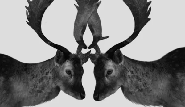 Δύο Big Horn Deer Closeup Στο Λευκό Φόντο — Φωτογραφία Αρχείου