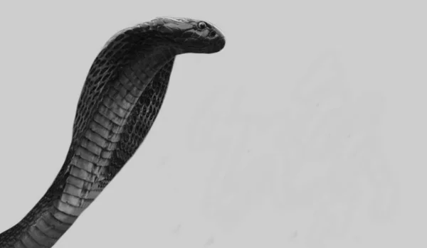 Dangerous Big King Cobra Snake Closeup White Background — Stock Photo, Image