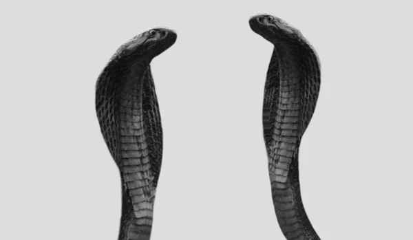 Dos Peligroso Rey Cobra Serpiente Blanco Fondo — Foto de Stock