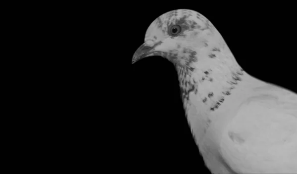 Schöne Weiße Taube Nahaufnahme Gesicht Auf Dem Dunklen Hintergrund — Stockfoto