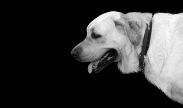 黒の背景にかわいい白い羊飼いの犬の肖像画 — ストック写真