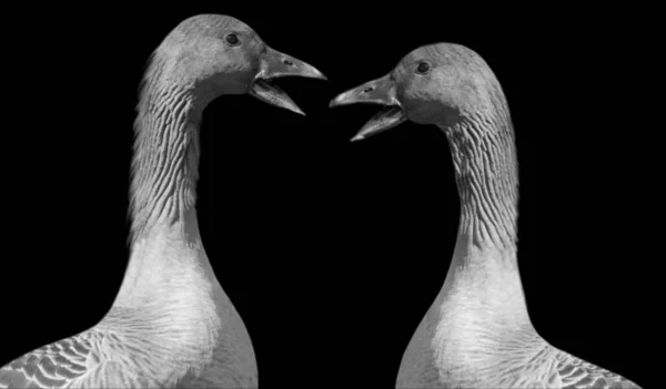 Δύο Χαριτωμένα Goose Brid Μιλάμε Μεταξύ Τους Στο Μαύρο Φόντο — Φωτογραφία Αρχείου