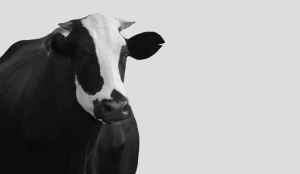 Vacca Bianca Nera Isolata Sullo Sfondo Bianco — Foto Stock