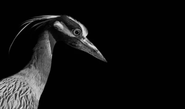 Gyönyörű Heron Bird Közelkép Sötét Háttér — Stock Fotó