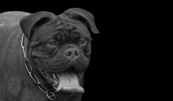 Stark Dogue Bordeaux Dog Face Black Bakgrund — Stockfoto