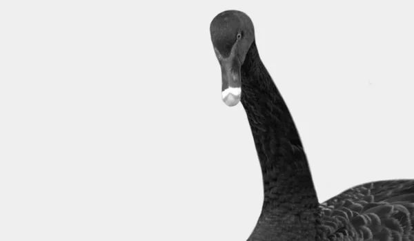Hermoso Negro Cisne Primer Plano Blanco Fondo —  Fotos de Stock