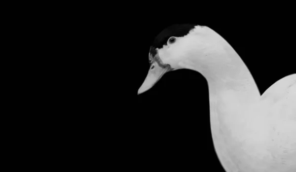 Roztomilý Bílý Pekingský Kachna Tvář Černém Pozadí — Stock fotografie