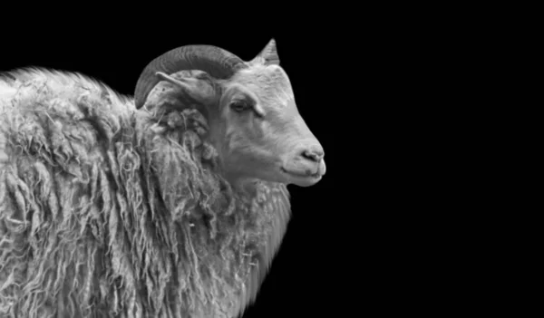 黒の背景にかわいい幸せ羊の肖像画 — ストック写真