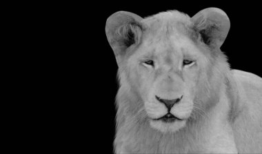 Güzel Aslan Şirin Yakın Çekim Surat