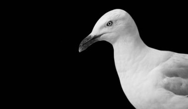 Siyah Arkaplanda Güzel Beyaz Martı Portresi