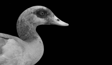 Siyah Arkaplanda Mısırlı Kaz Portresi