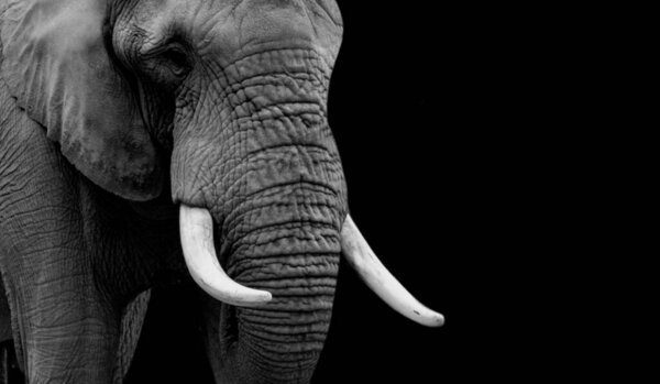 Big African Elephant Closeup Face With Big Teeth On The Black Background