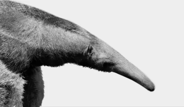Giant Anteaters Closeup Απομονωμένο Στο Λευκό Φόντο — Φωτογραφία Αρχείου