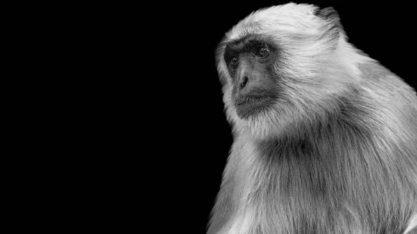 Langur Gris Des Plaines Nord Gros Plan Sur Fond Noir — Photo