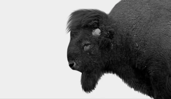 American Bison Närbild Ansikte Den Vita Bakgrunden — Stockfoto