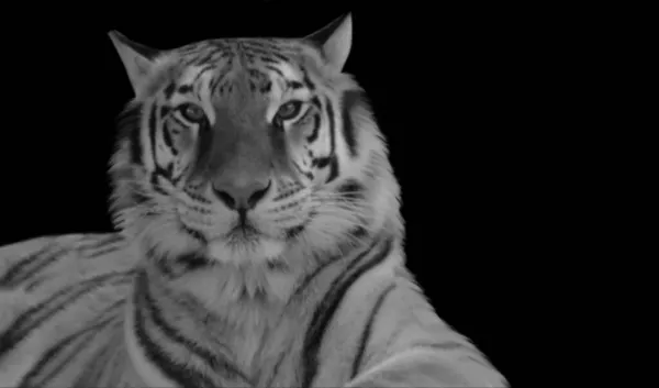 Tigre Sente Relaxe Fundo Escuro — Fotografia de Stock