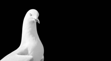 Karanlık Arkaplanda Beyaz Martı Portresi