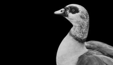 Kaz Kuşu Siyah Arkaplana Bakıyor