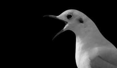 Kızgın Martı Kara Arkaplanda Ağzını Açar