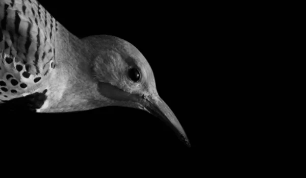 Mignon Noir Blanc Scintillement Oiseau Gros Plan Sur Noir Fond — Photo