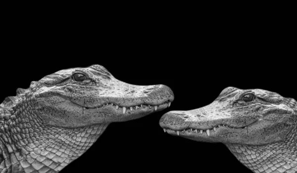 Két Veszélyes Krokodil Mosolygott Sötét Háttér — Stock Fotó